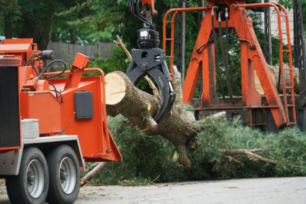 Best Tree Removal Service  in Pleasant Valley, WV